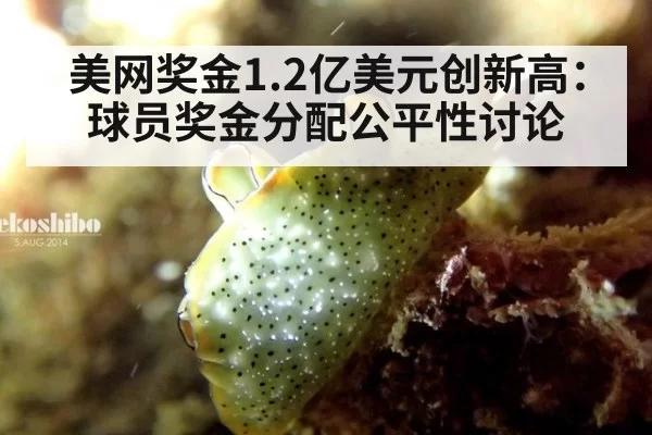 美网奖金1.2亿美元创新高：球员奖金分配公平性讨论